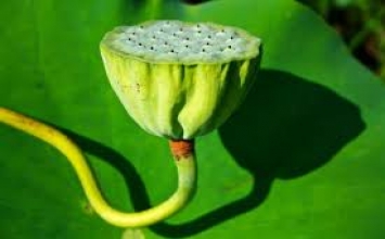 Nhân quả để tạo dựng một đời sống hạnh phúc